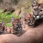 Kitten mom Puma 8Y3A9715