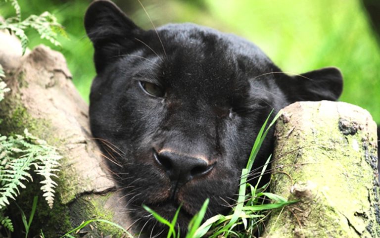Case study: Animal magic at Exmoor Zoo