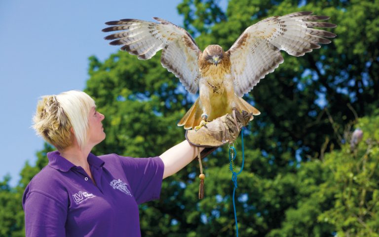 Flights of fancy: Behind the scenes at Coda Falconry