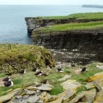 97031532 – atlantic puffin colony in noss island, shetlands, uk.