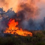 71288879 – forest fire. using firebreak for stoping wildfire