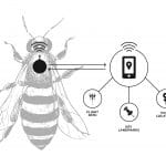 Rock Level bee illustration_white