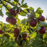 Thatchers Orchard Harvest 2nd Otc 2019